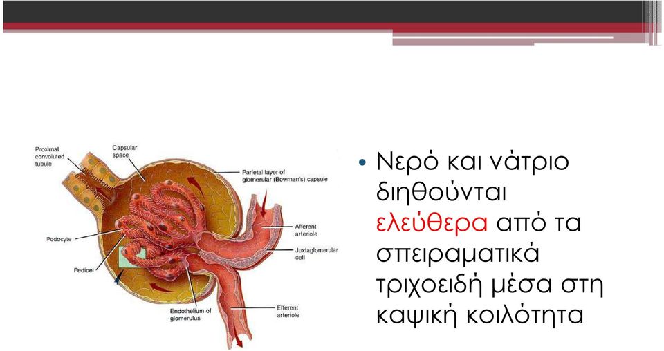 τα σπειραµατικά