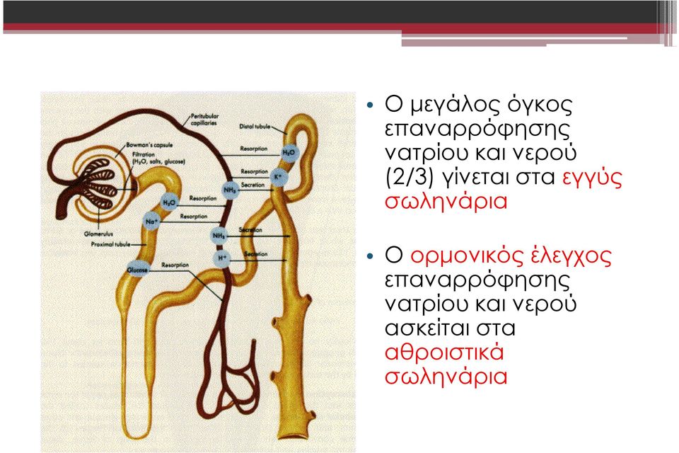 ορµονικός έλεγχος επαναρρόφησης νατρίου