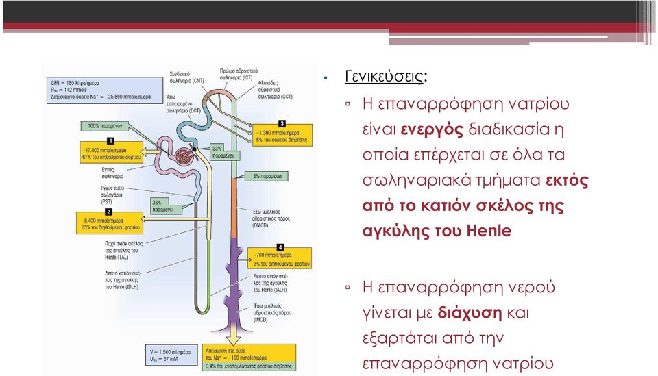 το κατιόν σκέλος της αγκύλης του Henle Η επαναρρόφησηνερού