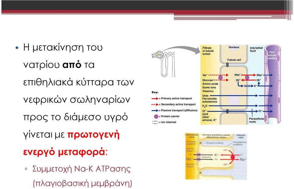 διάµεσο υγρό γίνεταιµε πρωτογενή ενεργό