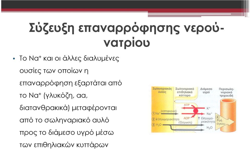 το Na + (γλυκόζη, αα, διατανθρακικά) µεταφέρονται από το