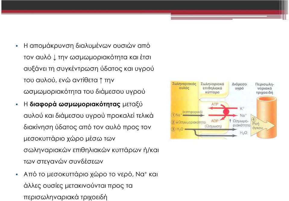 προκαλεί τελικά διακίνηση ύδατος από τον αυλό προς τον µεσοκυττάριο χώρο µέσω των σωληναριακών επιθηλιακών κυττάρων