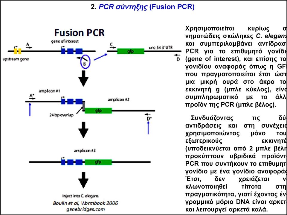 στο άκρο του εκκινητή g (μπλε κύκλος), είναι συμπληρωματικό με το άλλο προϊόν της PCR (μπλε βέλος).