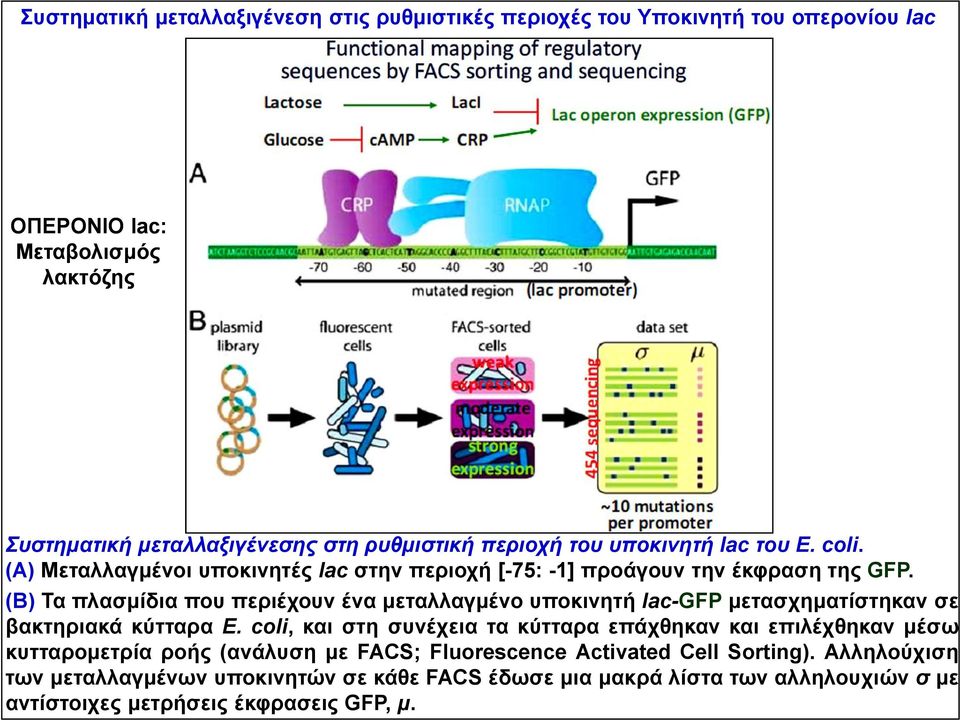 (Β) Τα πλασμίδια που περιέχουν ένα μεταλλαγμένο υποκινητή lac-gfp μετασχηματίστηκαν σε βακτηριακά κύτταρα Ε.