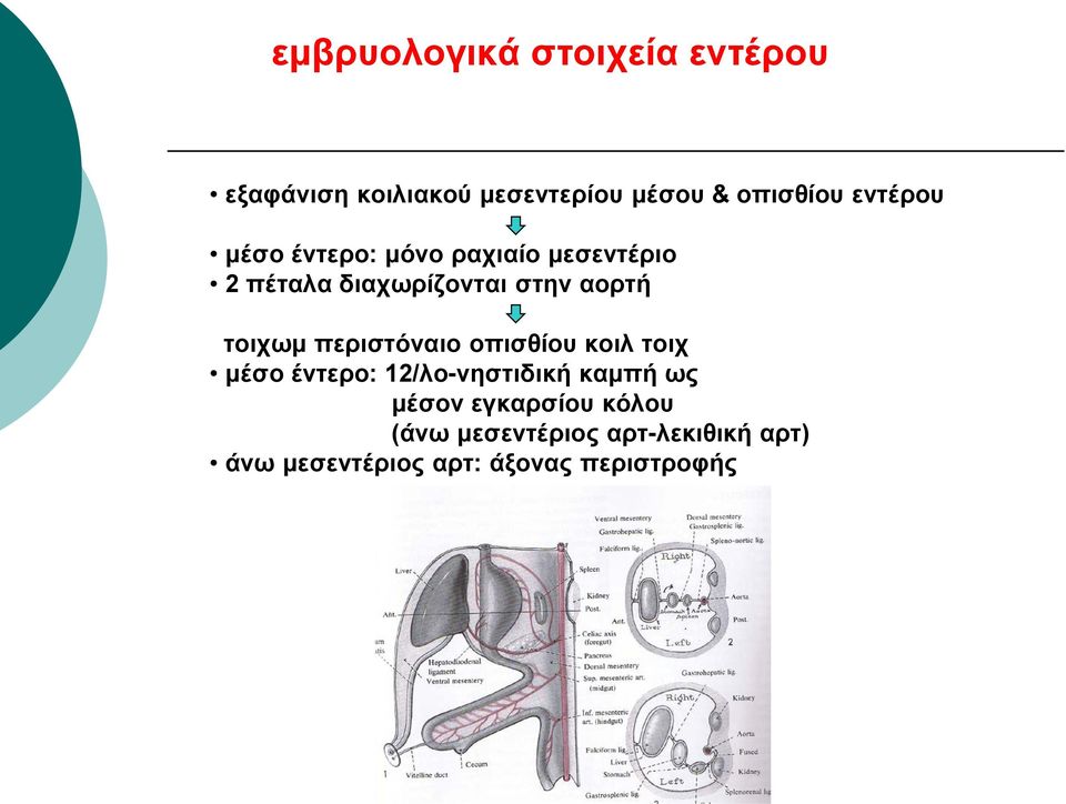 τοιχωμ περιστόναιο οπισθίου κοιλ τοιχ μέσο έντερο: 12/λο-νηστιδική καμπή ως μέσον