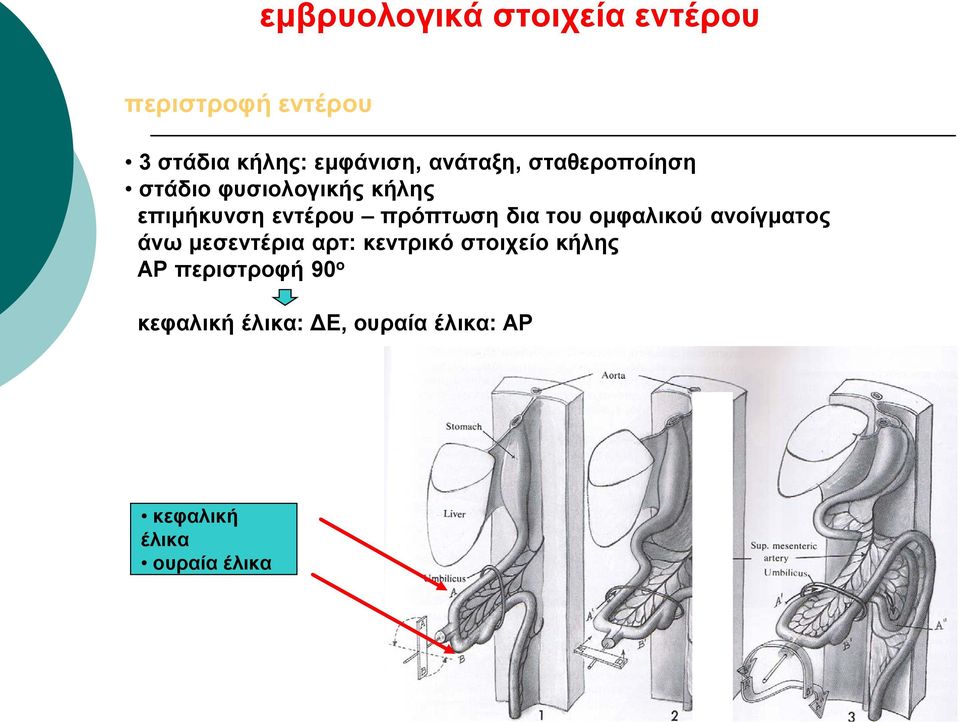 δια του ομφαλικού ανοίγματος άνω μεσεντέρια αρτ: κεντρικό στοιχείο κήλης ΑΡ