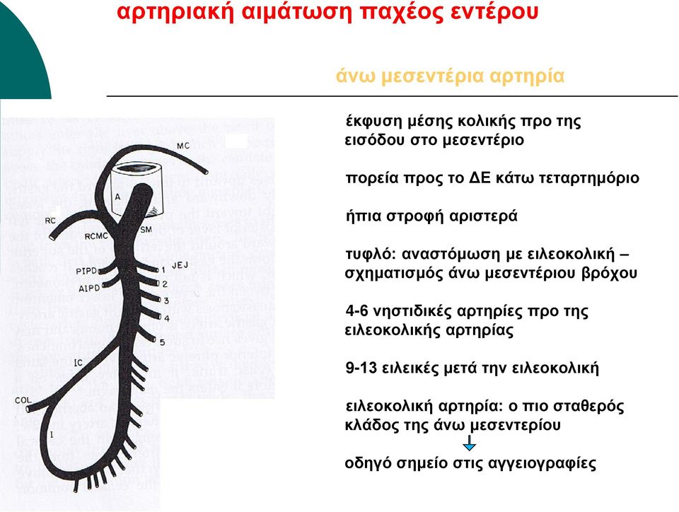 σχηματισμός άνω μεσεντέριου βρόχου 4-6 νηστιδικές αρτηρίες προ της ειλεοκολικής αρτηρίας 9-13 ειλεικές