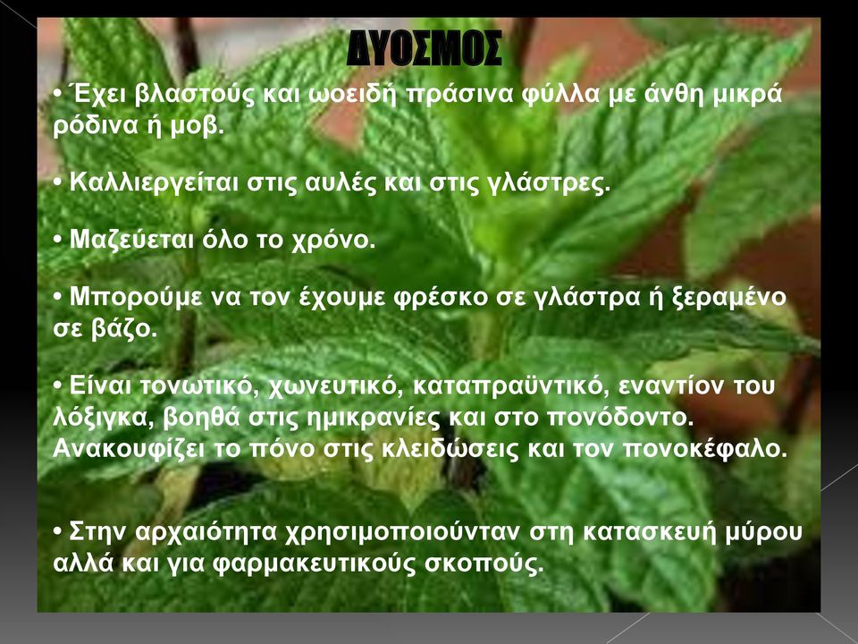 Μπορούμε να τον έχουμε φρέσκο σε γλάστρα ή ξεραμένο σε βάζο.