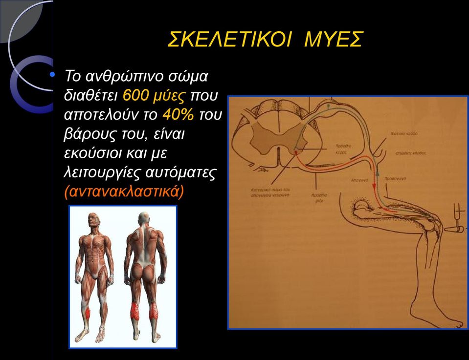 40% του βάρους του, είναι εκούσιοι