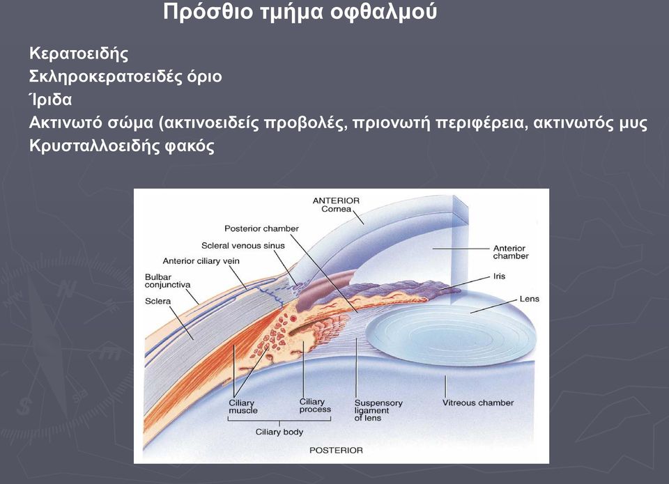 σώμα (ακτινοειδείς προβολές, πριονωτή