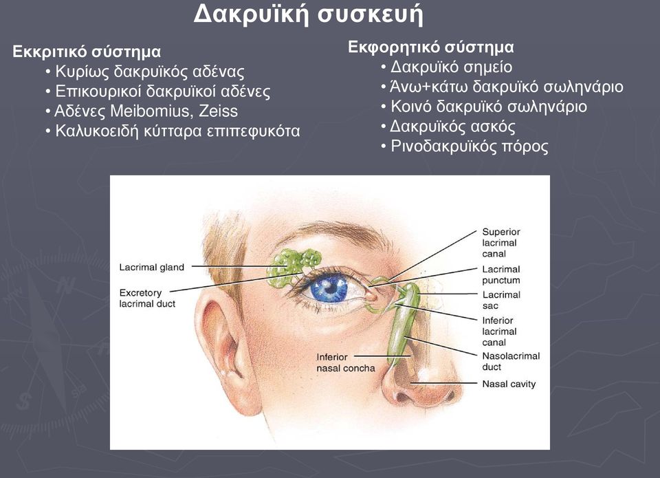 Δακρυϊκή συσκευή Εκφορητικό σύστημα Δακρυϊκό σημείο Άνω+κάτω
