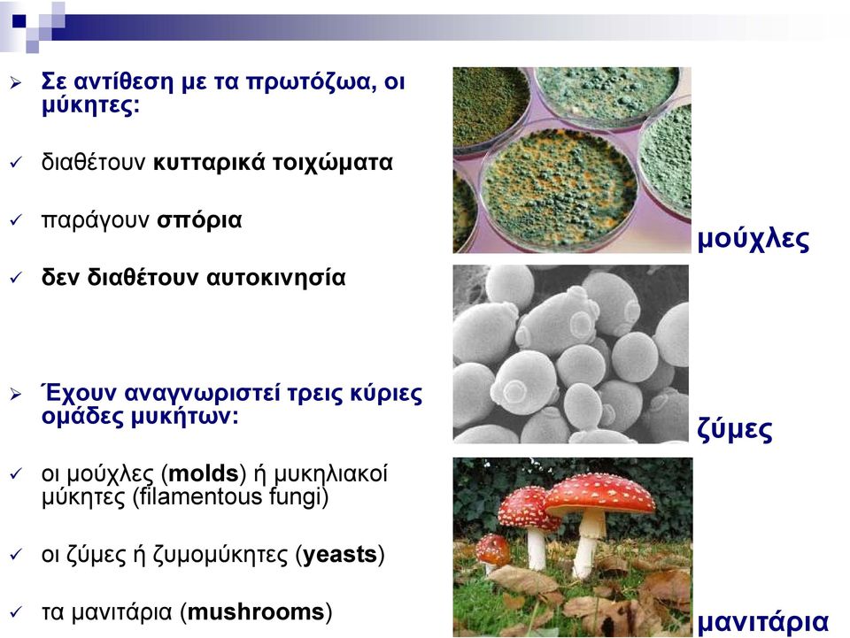 κύριες ομάδες μυκήτων: οι μούχλες (molds) ή μυκηλιακοί μύκητες