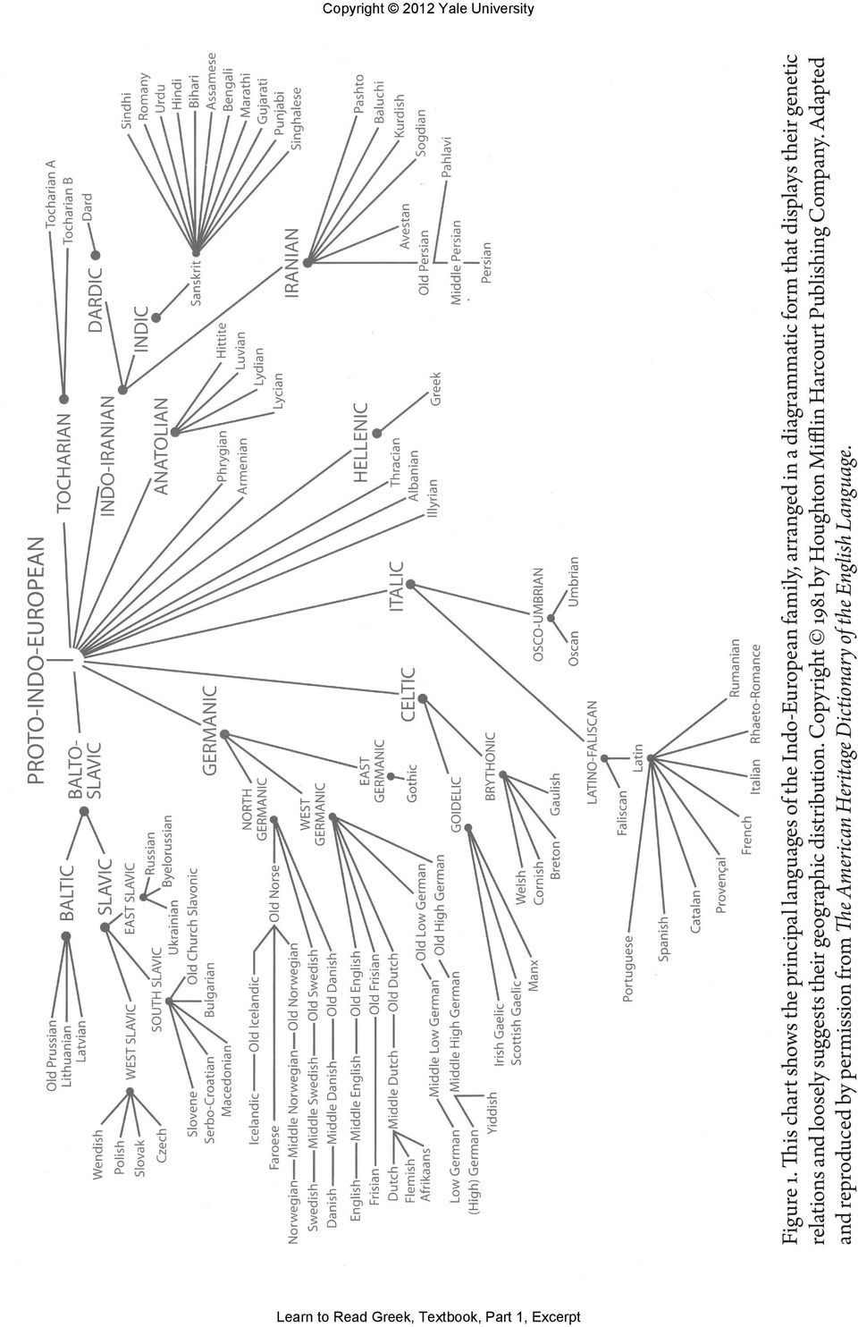 diagrammatic form that displays their genetic relations and loosely suggests their