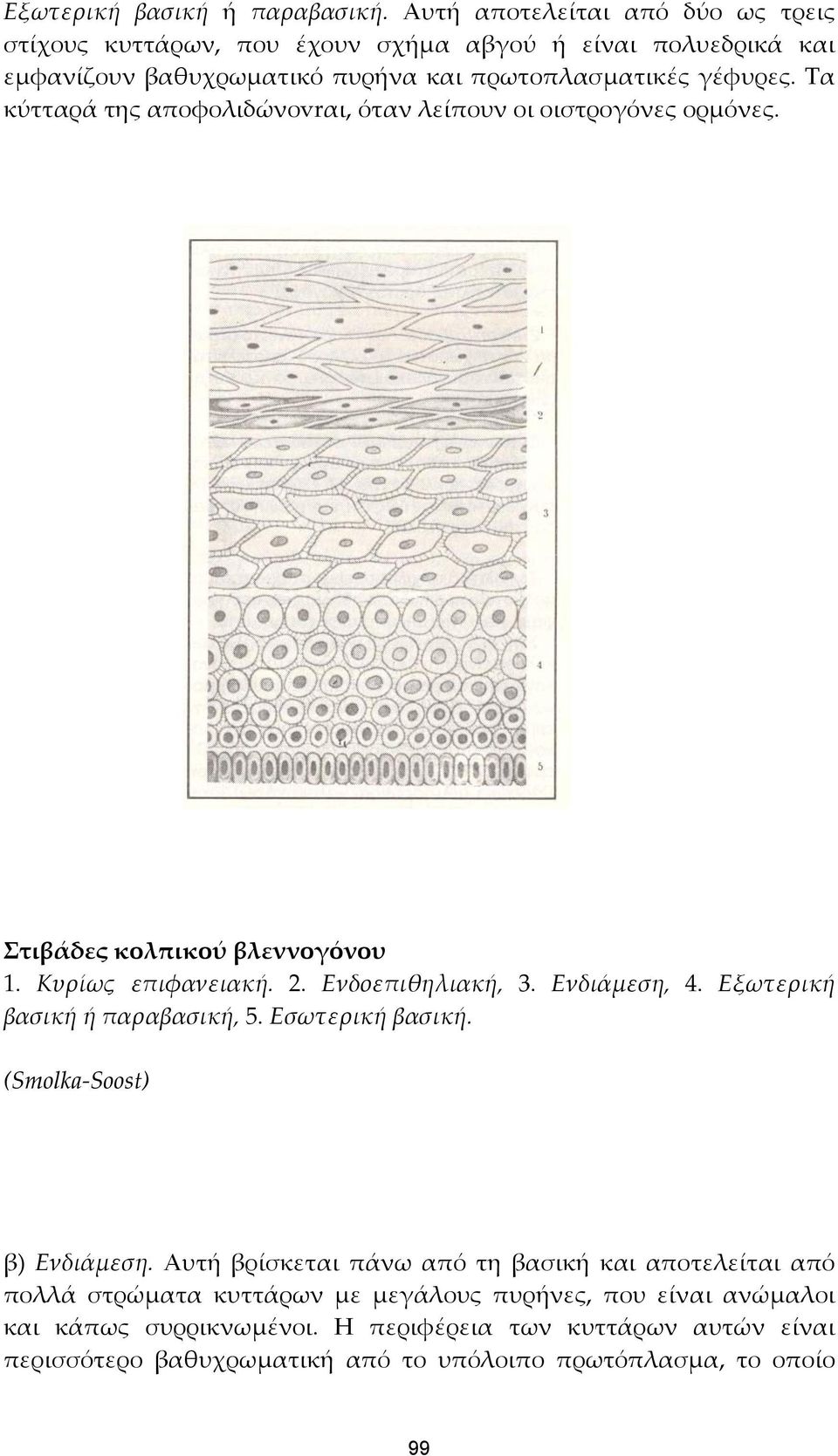 Τα κύτταρά της αποφολιδώνοvrαι, όταν λείπουν οι οιστρογόνες ορμόνες. Στιβάδες κολπικού βλεννογόνου 1. Κυρίως επιφανειακή. 2. Ενδοεπιθηλιακή, 3. Ενδιάμεση, 4.