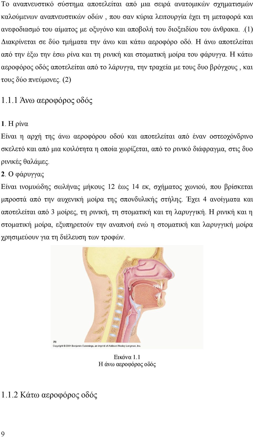 Η κάτω αεροφόρος οδός αποτελείται από το λάρυγγα, την τραχεία με τους δυο βρόγχους, και τους δύο πνεύμονες. (2) 1.1.1 Άνω αεροφόρος οδός 1.