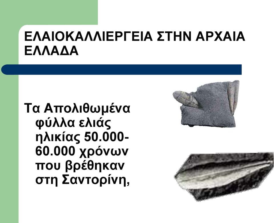 ελιάς ηλικίας 50.000-60.