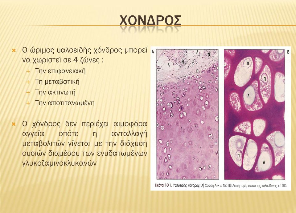 χόνδρος δεν περιέχει αιμοφόρα αγγεία οπότε η ανταλλαγή μεταβολιτών