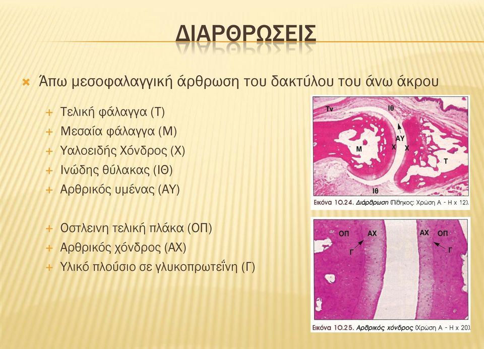 (Χ) Ινώδης θύλακας (ΙΘ) Αρθρικός υμένας (ΑΥ) Οστλεινη τελική