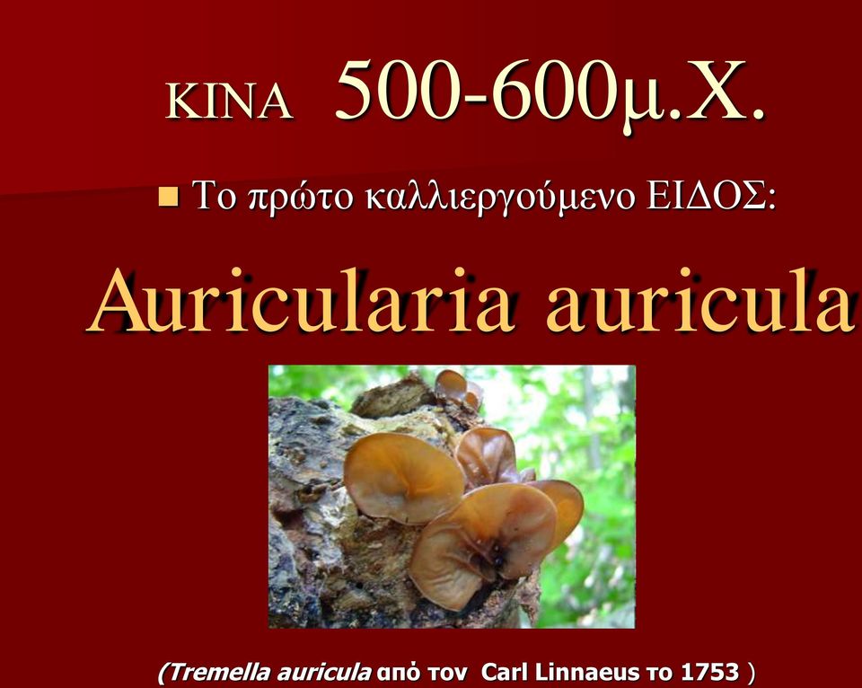 ΕΙΔΟΣ: Auricularia auricula