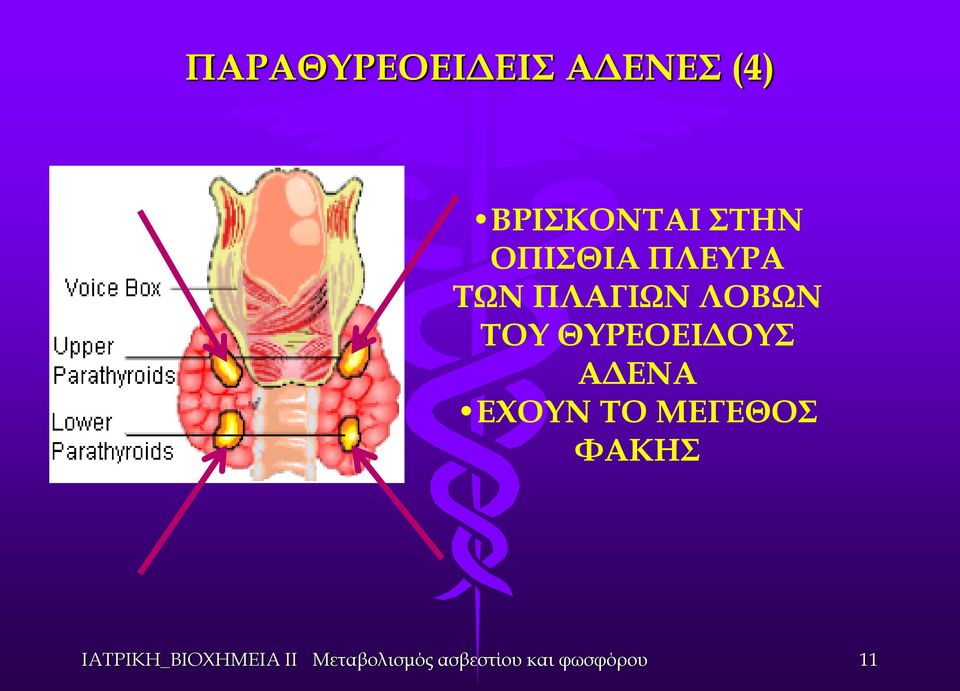 ΤΩΝ ΠΛΑΓΙΩΝ ΛΟΒΩΝ ΤΟΥ