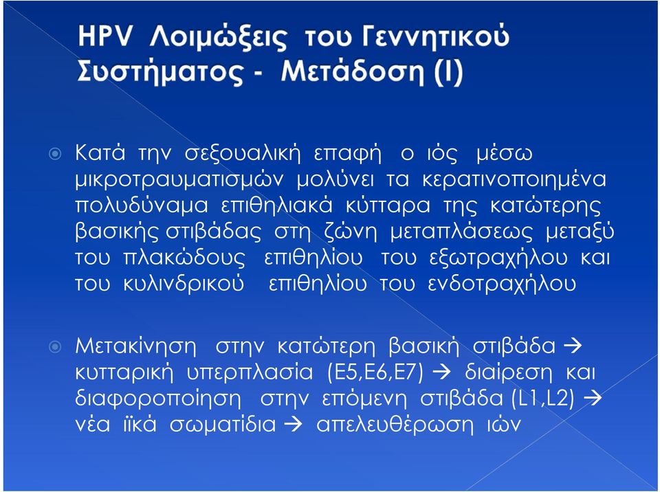 εξωτραχήλου και του κυλινδρικού επιθηλίου του ενδοτραχήλου Μετακίνηση στην κατώτερη βασική στιβάδα