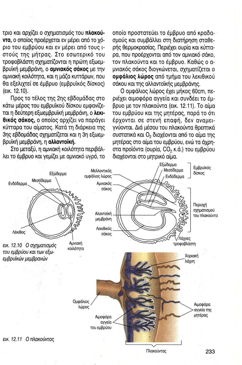 Προς το τέλος της 2ης εβδομάδας στο κάτω μέρος του εμβρυϊκού δίσκου εμφανίζεται η δεύτερη εξωεμβρυϊκή μεμβράνη, ο λεκιθικός σάκος, ο οποίος αρχίζει να παράγει οποίο προστατεύει το έμβρυο από