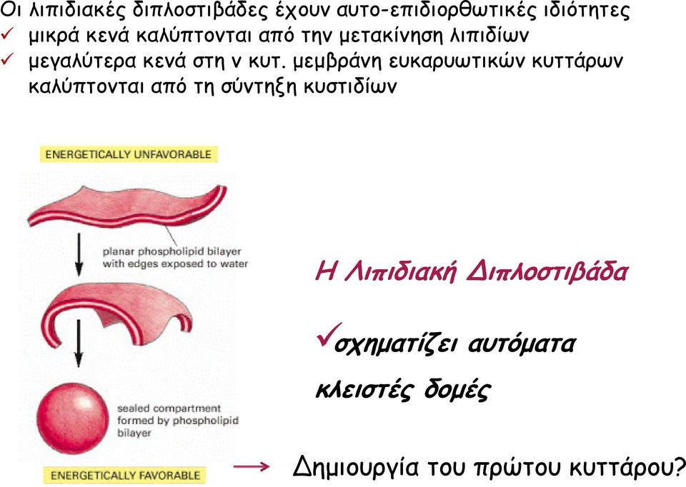 µεµβράνη ευκαρυωτικών κυττάρων καλύπτονται από τη σύντηξη κυστιδίων Η