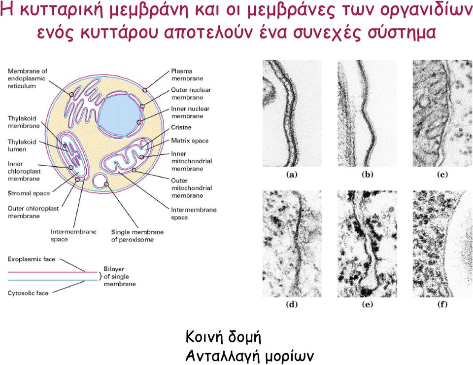 κυττάρου αποτελούν ένα συνεχές