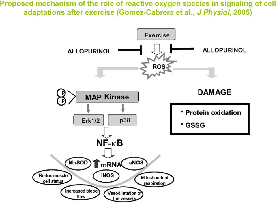 of cell adaptations after exercise