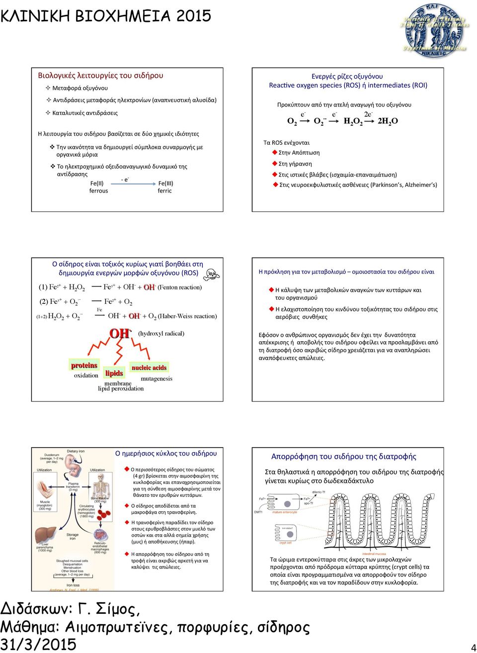 oxygen species (ROS) ή termediates (ROI) Προκύπτουν από την ατελή αναγωγή του οξυγόνου e - e.