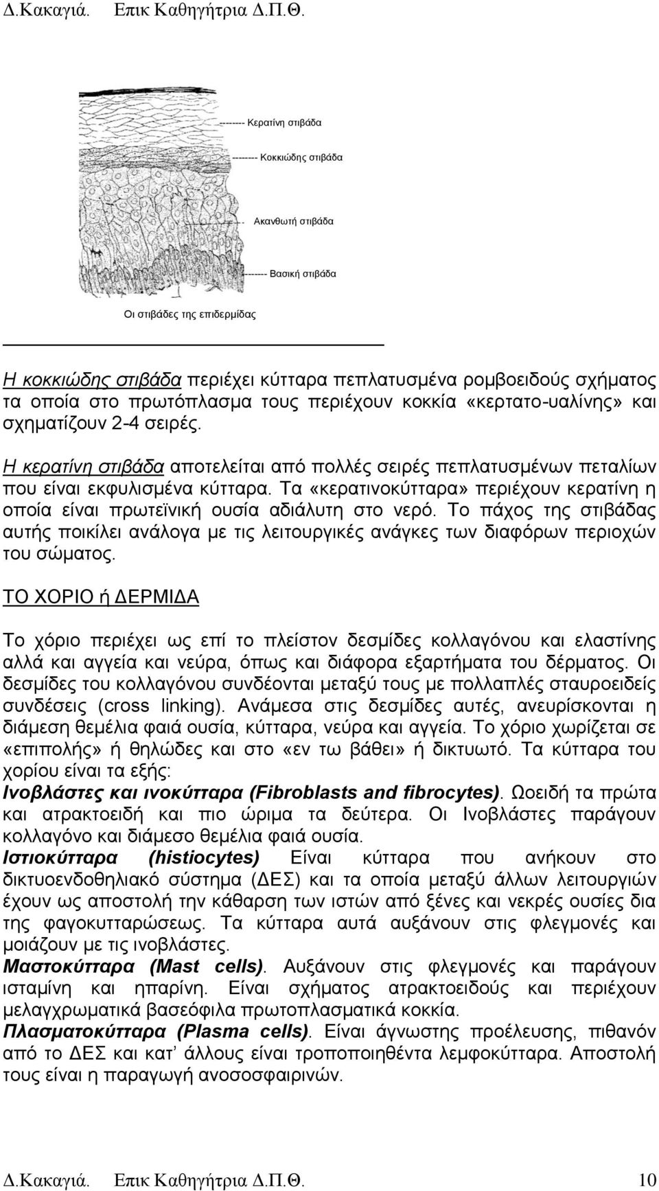 Σα «θεξαηηλνθχηηαξα» πεξηέρνπλ θεξαηίλε ε νπνία είλαη πξσηετληθή νπζία αδηάιπηε ζην λεξφ. Σν πάρνο ηεο ζηηβάδαο απηήο πνηθίιεη αλάινγα κε ηηο ιεηηνπξγηθέο αλάγθεο ησλ δηαθφξσλ πεξηνρψλ ηνπ ζψκαηνο.