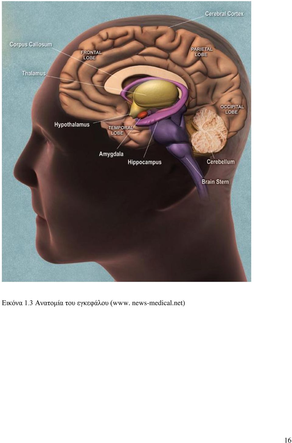 εγκεφάλου (www.