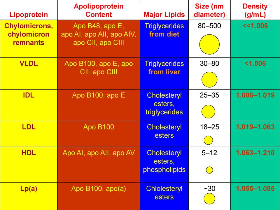 006 VLDL Apo B100, apo E, apo CII, apo CIII Triglycerides from liver 30 80 <1.