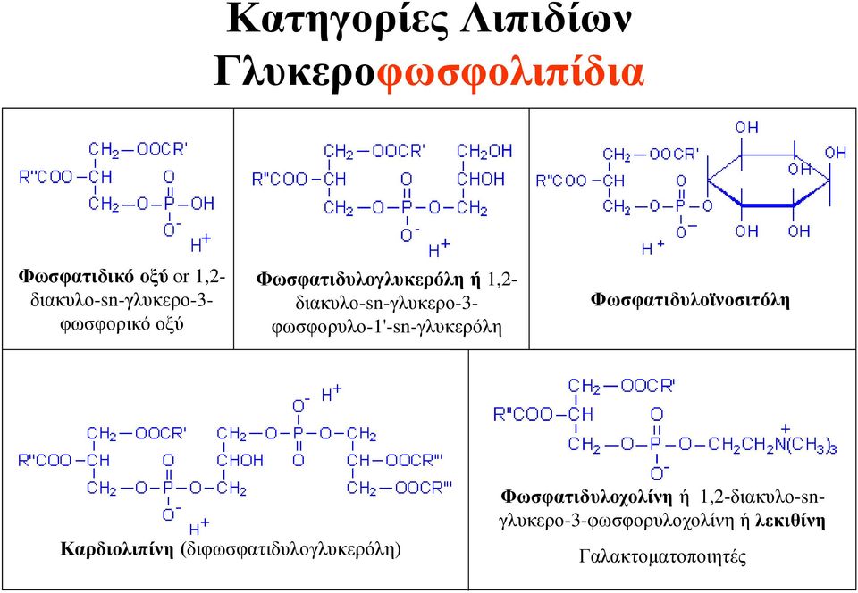 διακυλο-sn-γλυκερο-3- φωσφορυλο-1'-sn-γλυκερόλη Φωσφατιδυλοϊνοσιτόλη