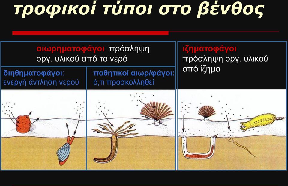 υλικού από το νερό διηθηματοφάγοι: ενεργή