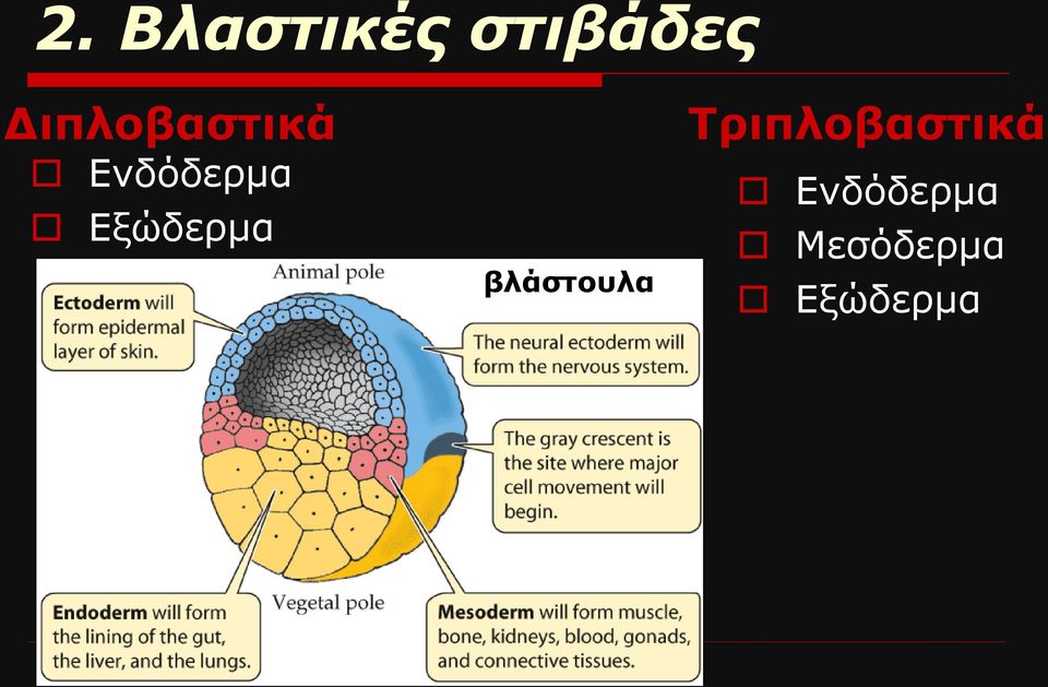 Εξώδερμα βλάστουλα