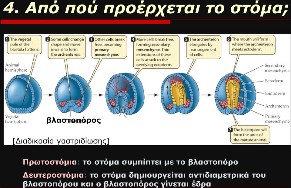 συμπίπτει με το βλαστοπόρο Δευτεροστόμια: το στόμα