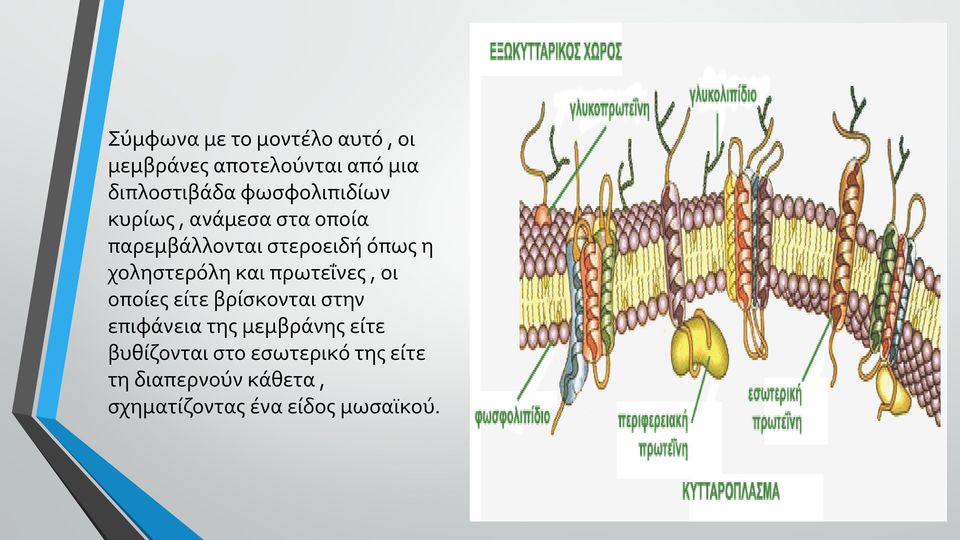 χοληστερόλη και πρωτεΐνες, οι οποίες είτε βρίσκονται στην επιφάνεια της