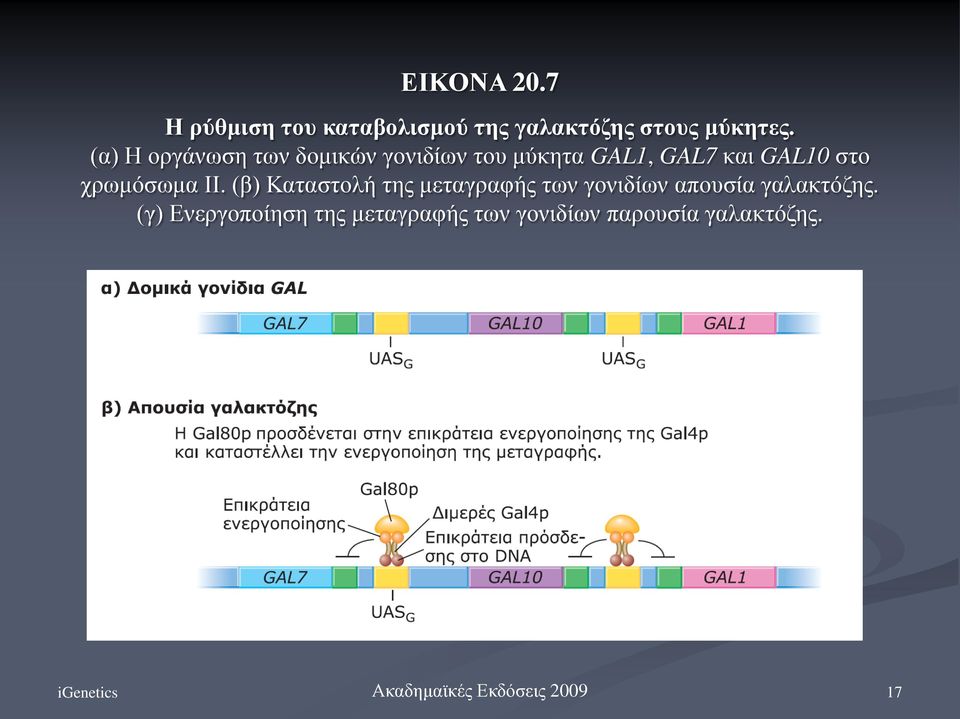 χρωμόσωμα II. (β) Καταστολή της μεταγραφής των γονιδίων απουσία γαλακτόζης.