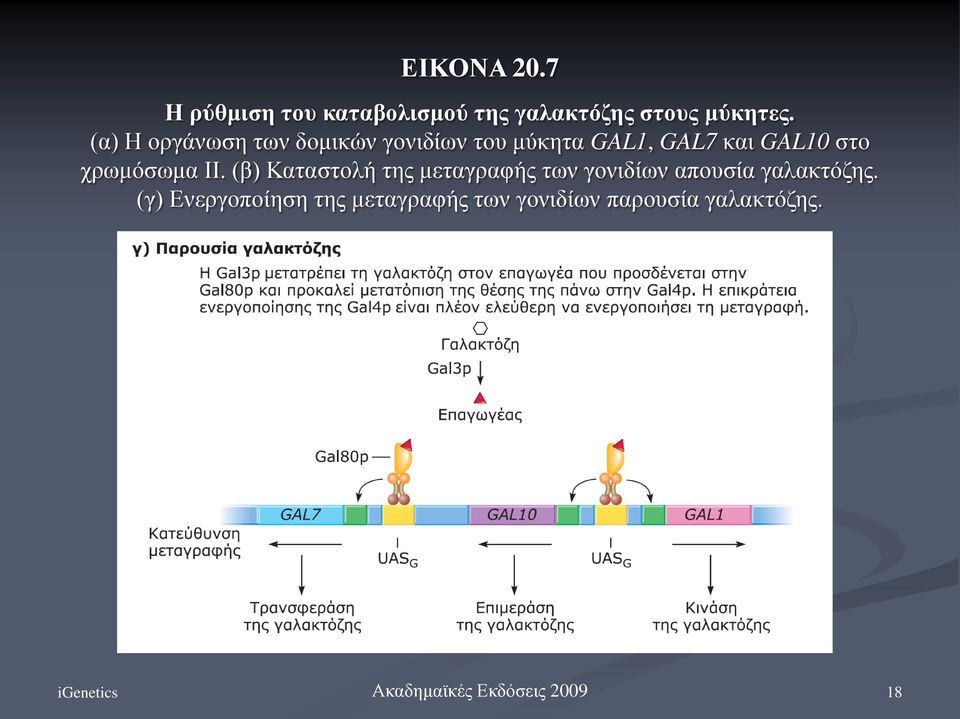 χρωμόσωμα II. (β) Καταστολή της μεταγραφής των γονιδίων απουσία γαλακτόζης.