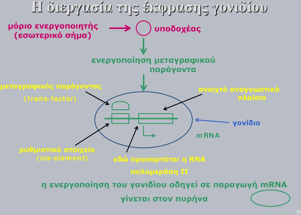 αναγνωστικό πλαίσιο γονίδιο ρυθμιστικό στοιχείο (cis-element) εδώ προσαρτάται η RNA