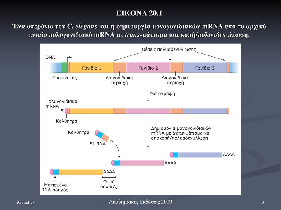 το αρχικό ενιαίο πολυγονιδιακό mrna με