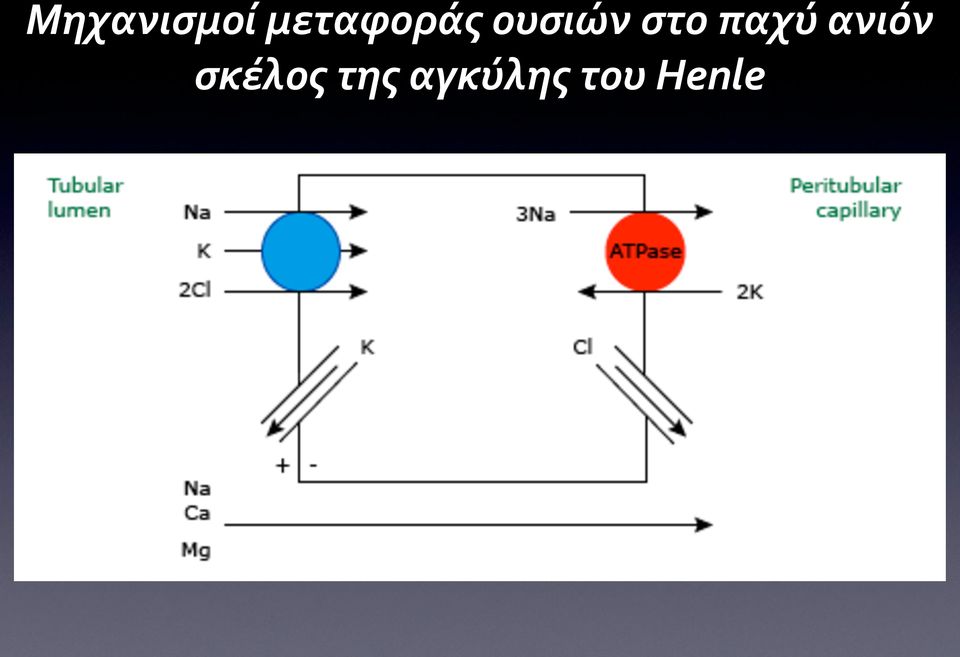 στο παχύ ανιόν