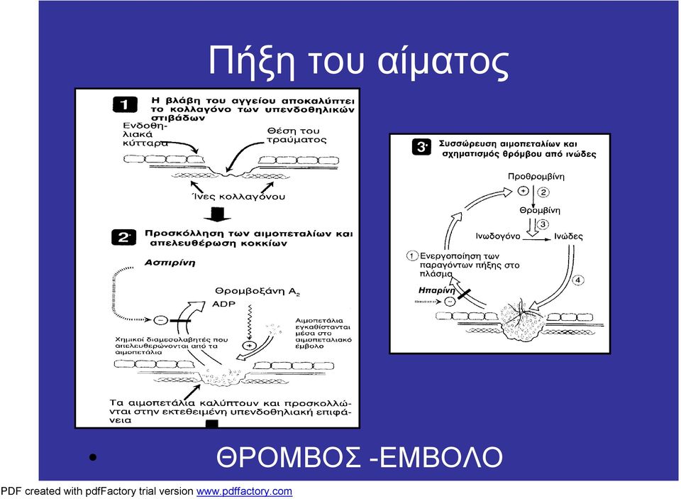 ΘΡΟΜΒΟΣ