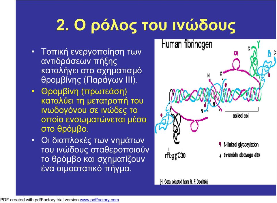 Θρομβίνη (πρωτεάση) καταλύει τη μετατροπή του ινωδογόνου σε ινώδες το οποίο