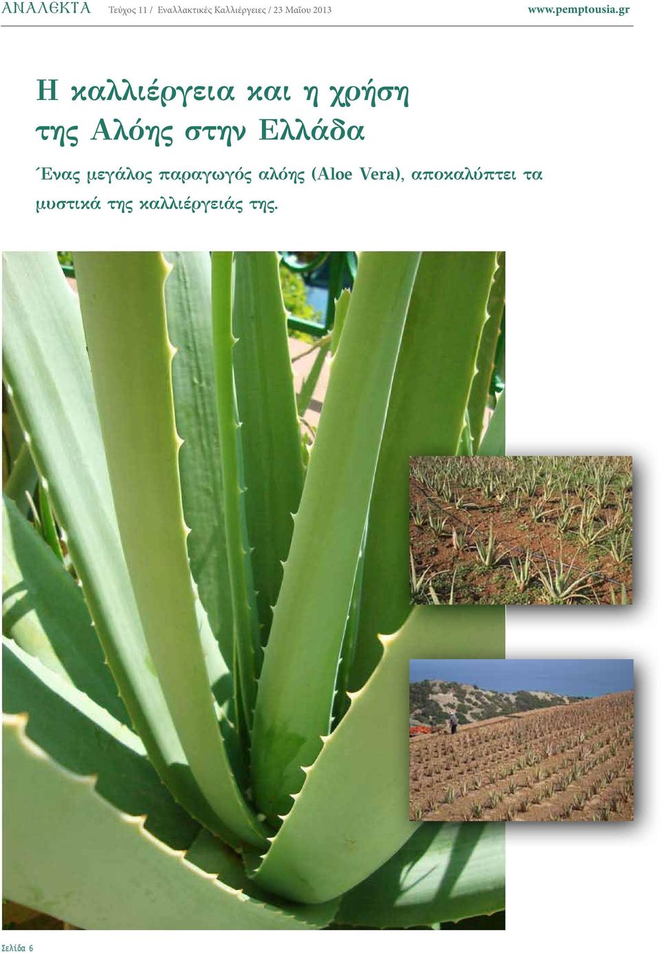 Ελλάδα Ένας μεγάλος παραγωγός αλόης (Aloe Vera),