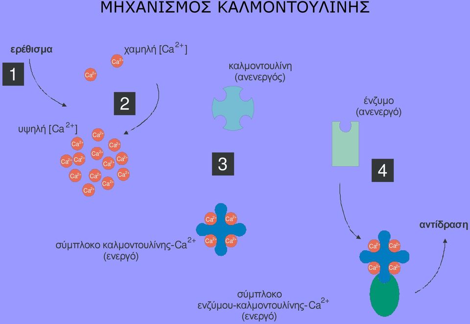 (ανενεργός) ένζυμο (ανενεργό) 3 4 Ca 2+ Ca 2+ αντίδραση σύμπλοκο καλμοντουλίνης-ca 2+