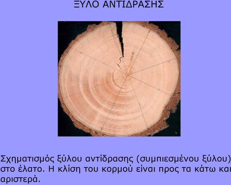 ξύλου) στο έλατο.