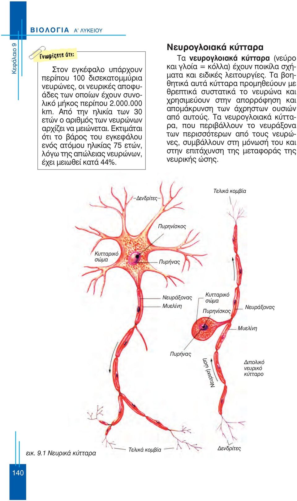 Νευρογλοιακά κύτταρα Τα νευρογλοιακά κύτταρα (νεύρο και γλοία = κόλλα) έχουν ποικίλα σχήματα και ειδικές λειτουργίες.
