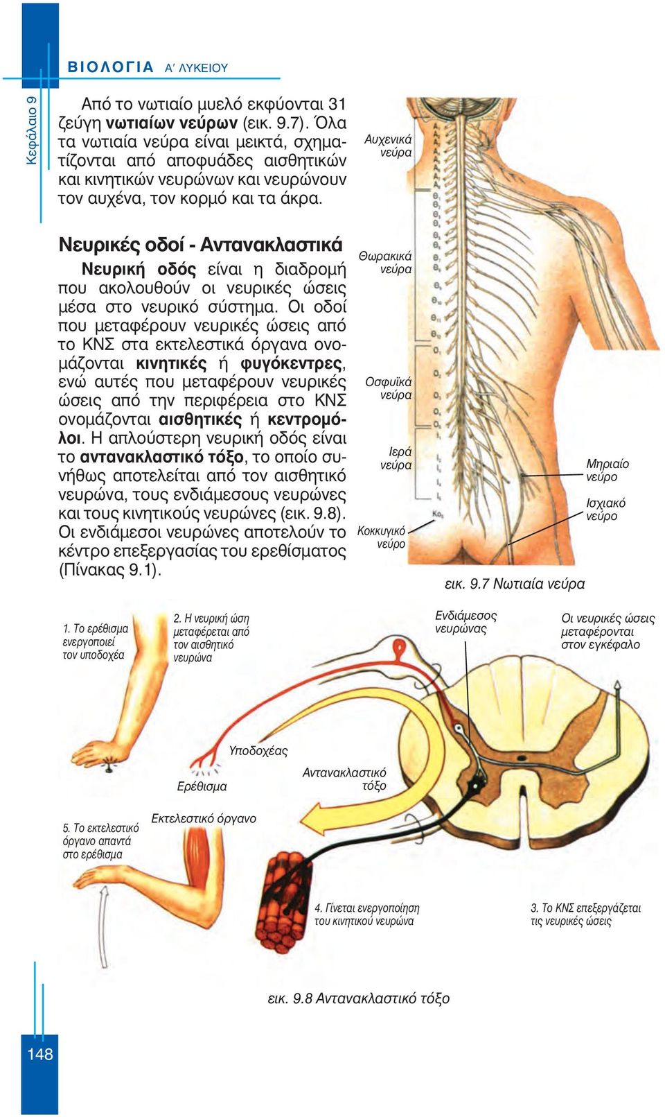 Αυχενικά νεύρα Νευρικές οδοί - Αντανακλαστικά Νευρική οδός είναι η διαδρομή που ακολουθούν οι νευρικές ώσεις μέσα στο νευρικό σύστημα.